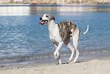 WHIPPET 196